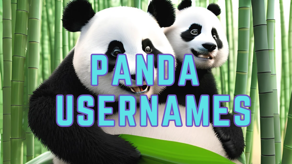 1000+Cool And Catchy Panda Usernames For Instagram 2024