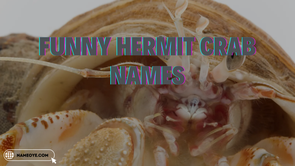 800+Funny Hermit Crab Names (A Collection of Creative Ideas) 2024