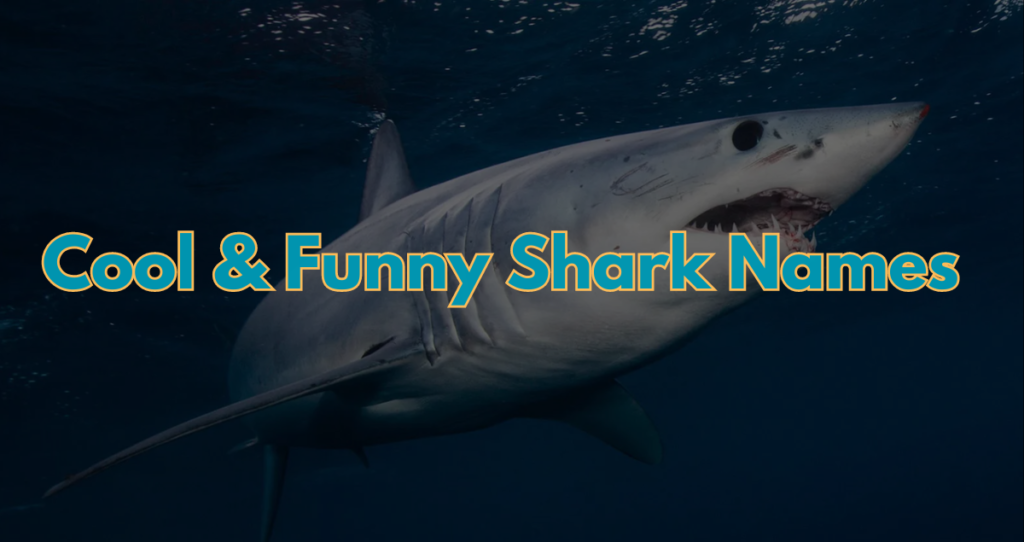 1050+ Cool & Funny Shark Names 2024