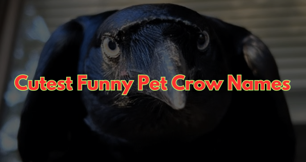 750+A List of Cutest Funny Pet Crow Names 2024